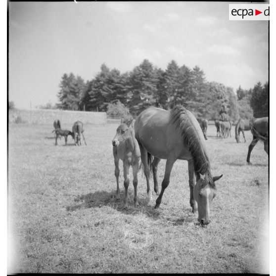 Des juments poulinières sont aux pâturages avec leurs poulains.