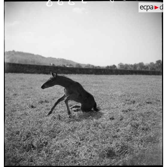 Poulain dans un pâturage.