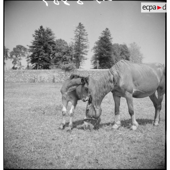 Des juments poulinières sont aux pâturages avec leurs poulains.