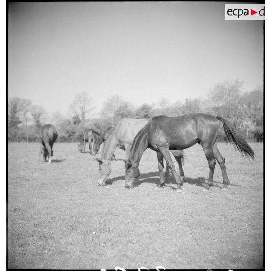 Des poulains paissent dans une prairie.