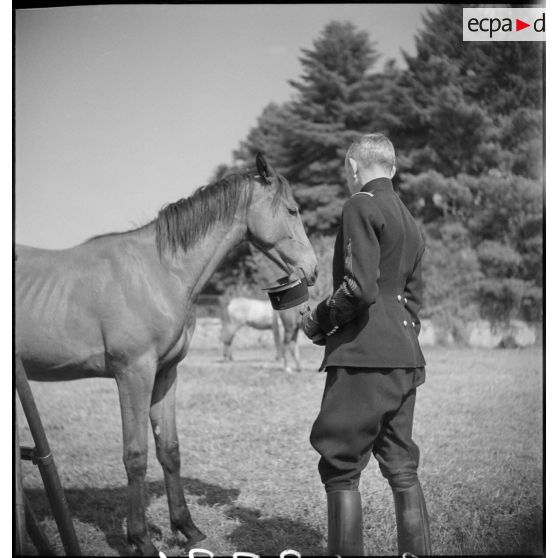 Un poulain joue avec un képi.