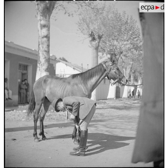Examen des pieds d'un cheval.