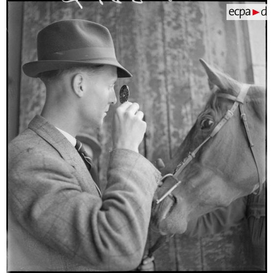 Examen des yeux d'un cheval.