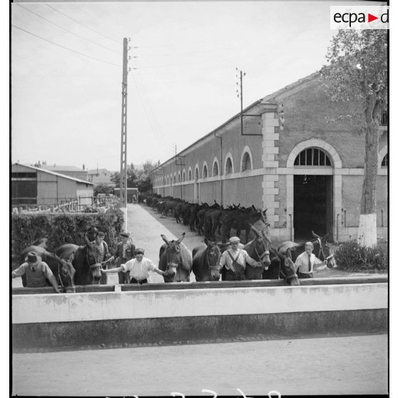 Mulets à l'abreuvoir.