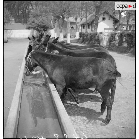 Mulets à l'abreuvoir.