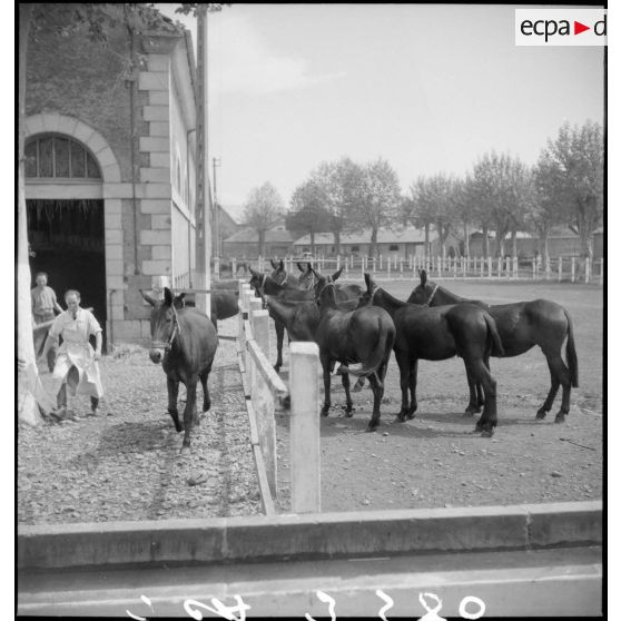 Mulets rassemblés dans un enclos.