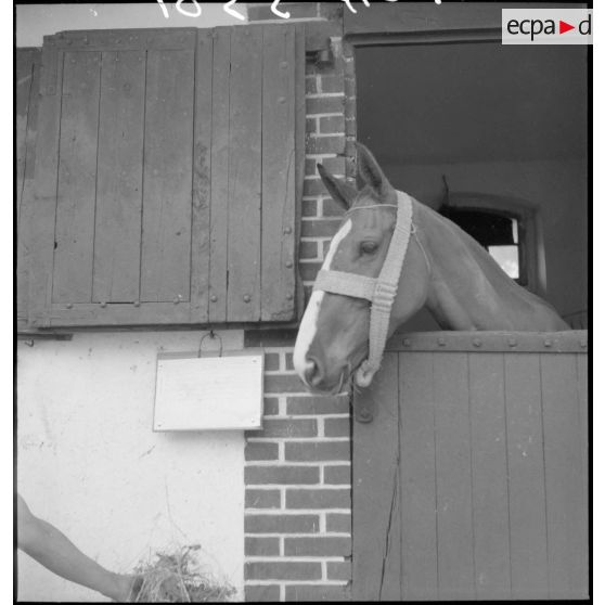 Cheval convalescent à l'infirmerie.