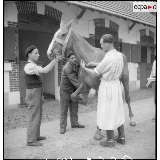 Soins prodigués à un cheval malade.