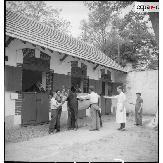 Soins prodigués à un mulet malade ou blessé.
