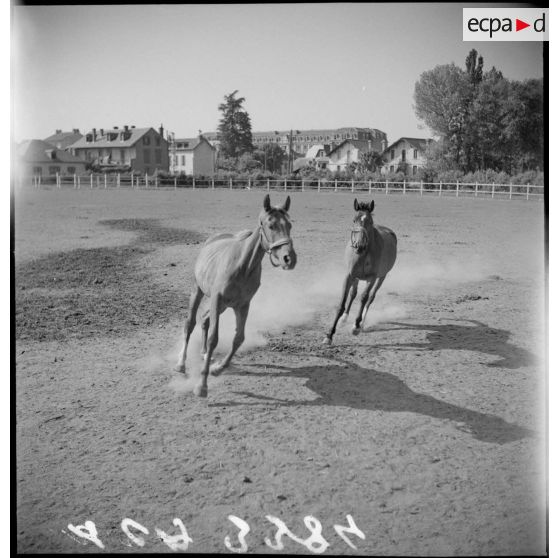 Des chevaux galopent dans un paddock du dépôt de remonte.