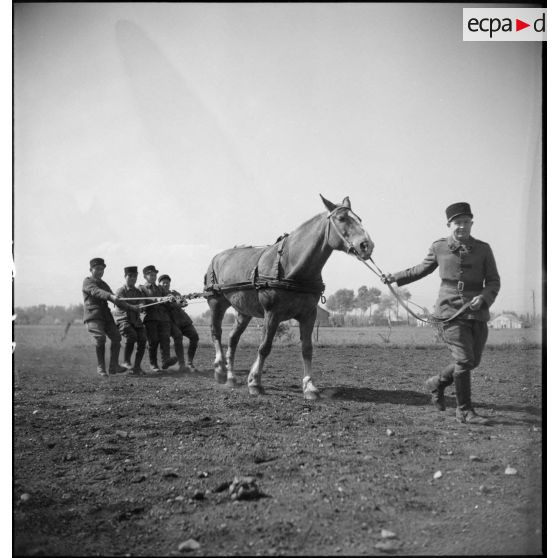 Dressage d'un cheval de trait.