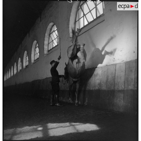 Exécution d'une croupade, figure de dressage de Haute-Ecole.