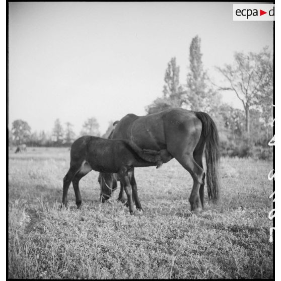 Mulet tétant sa mère.
