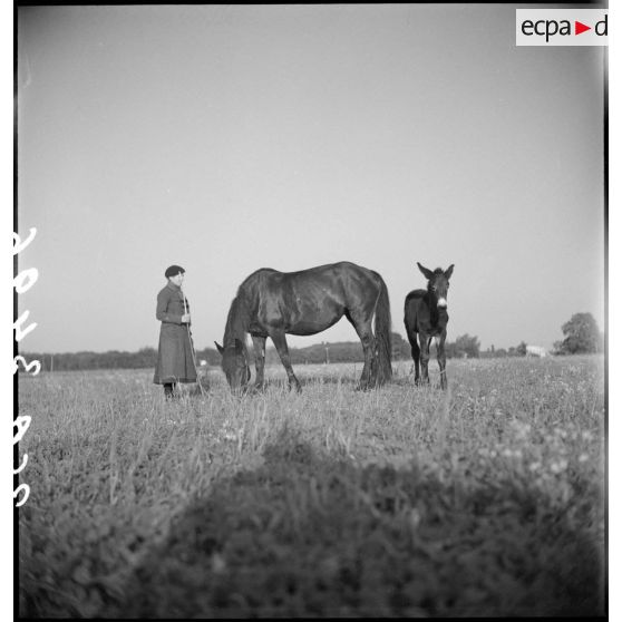 Jument et son petit dans un pâturage.