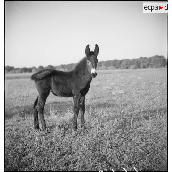 Jeune mulet dans un pâturage.