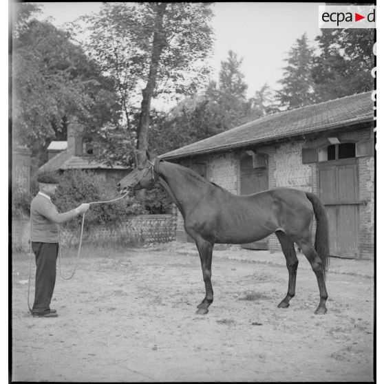 Présentation d'un pur-sang anglais.