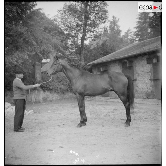Présentation d'un pur-sang anglais.