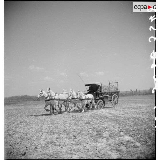 Présentation de voitures d'attelage au 24e RA.