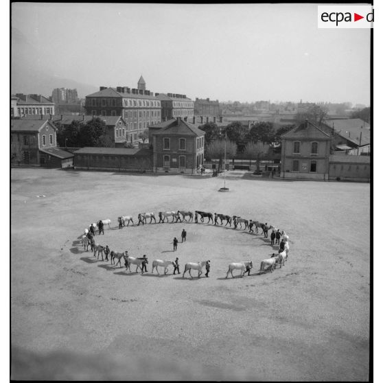 Présentation de chevaux au 2e RAM.