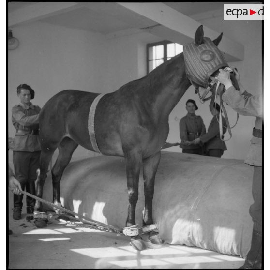 Infirmerie vétérinaire du 2e RAM.