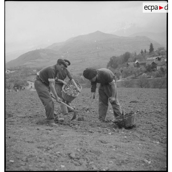 Plantation de pommes de terre.