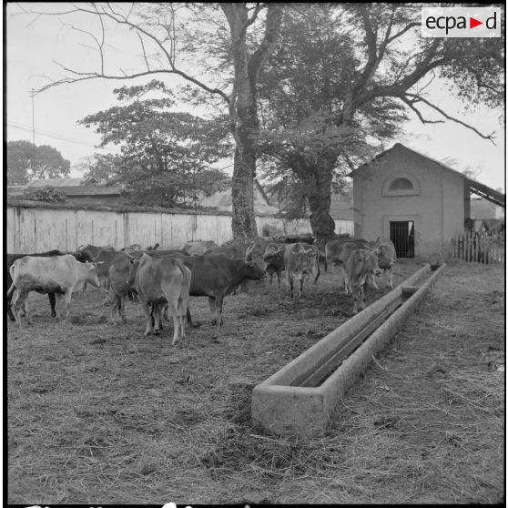 Le bétail destiné à ravitailler les troupes au Tonkin.