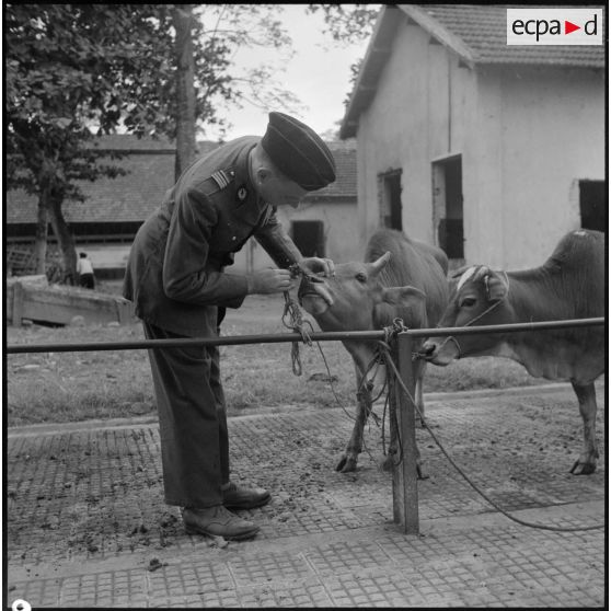 Inspection vétérinaire du bétail destiné à ravitailler les troupes au Tonkin.
