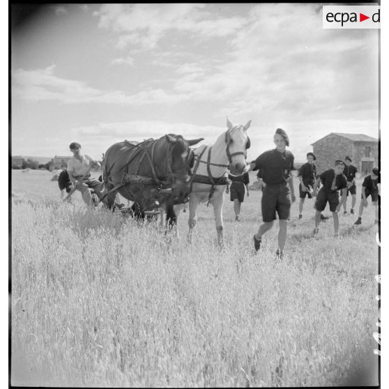 Des élèves de l'établissement d'éducation d'Epinal replié à Montélimar participent aux travaux des champs dans la région.