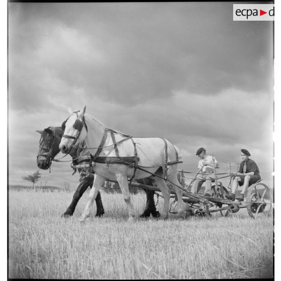 Des élèves de l'établissement d'éducation d'Epinal replié à Montélimar participent aux travaux des champs dans la région.