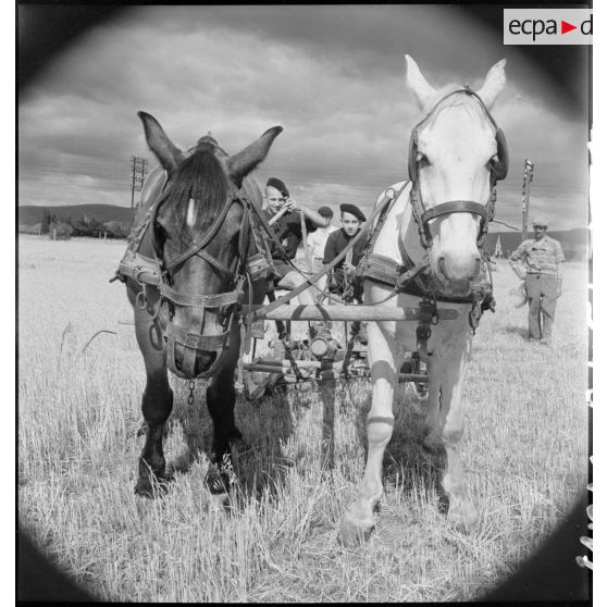 Des élèves de l'établissement d'éducation d'Epinal replié à Montélimar participent aux travaux des champs dans la région.