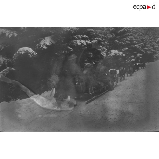 Tourniol. Traîneaux à chiens. [légende d'origine]