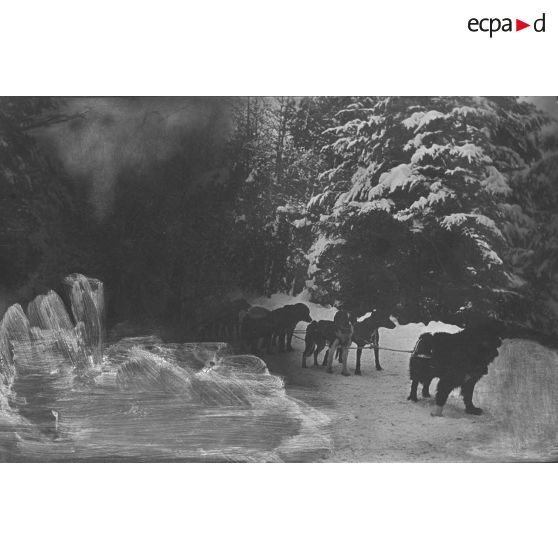 Tourniol. Traîneaux à chiens. [légende d'origine]