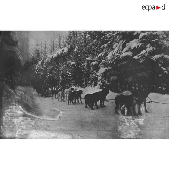 Tourniol. Traîneaux à chiens. [légende d'origine]
