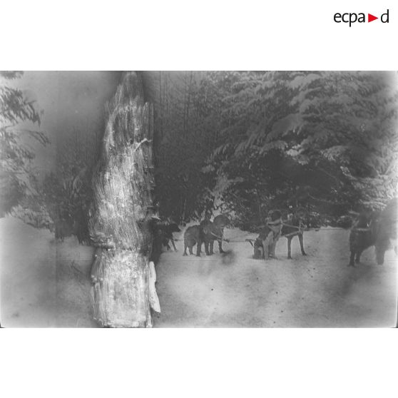 Tourniol. Traîneaux à chiens. [légende d'origine]