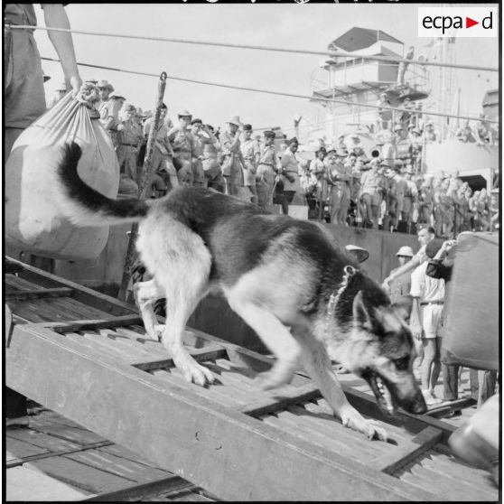 Un berger allemand descend du LST.