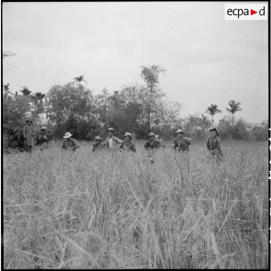 Fouille dans les rizières.