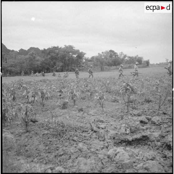 Tirailleurs en progression dans une plantation.