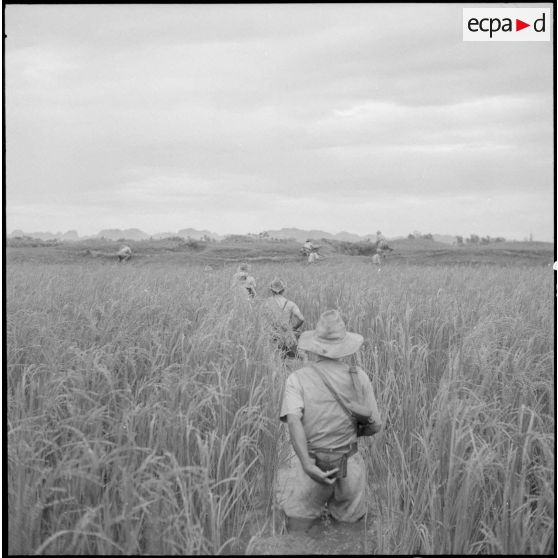 Tirailleurs en progression au milieu des joncs.