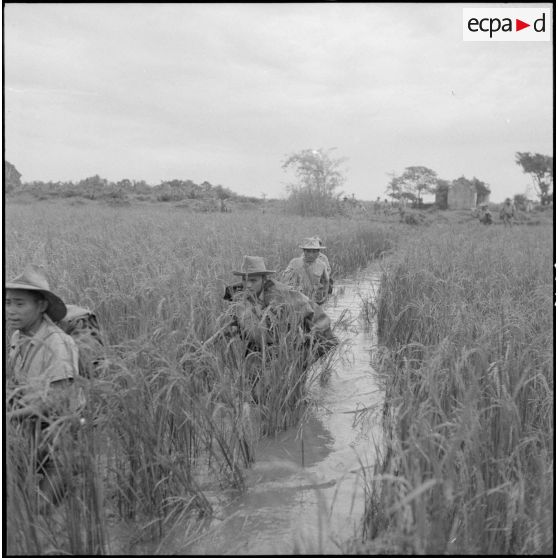 Tirailleurs en progression dans l'eau au milieu des herbes hautes.