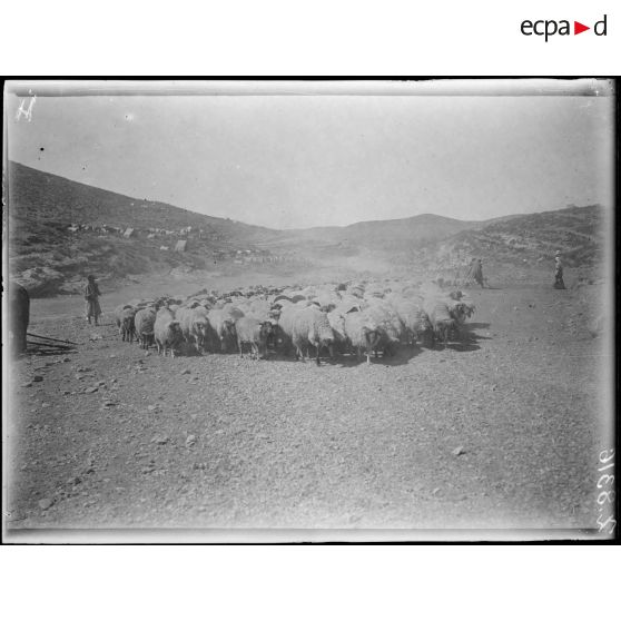 Maroc. Camp de la Méridja. Troupeau de moutons. [légende d'origine]