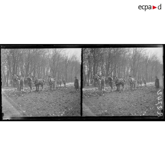 Puteaux (Seine). Mise en culture par les Eclaireurs de France de l'île de Puteaux. [légende d'origine]