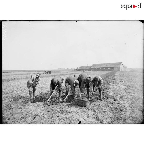 Boutigny (Eure et Loir). Ferme de Cloche. Tunisiens travaillant aux champs à déterrer les betteraves (Mai 1917). [légende d'origine]