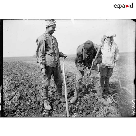 Boutigny (Eure et Loir). Ferme de Cloche. Tunisiens travaillant aux champs à déterrer les betteraves (Mai 1917). [légende d'origine]