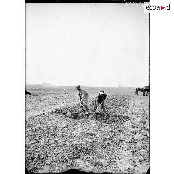 Boutigny (Eure et Loir). Ferme de Cloche. Tunisiens travaillant aux champs à déterrer les betteraves (Mai 1917). [légende d'origine]