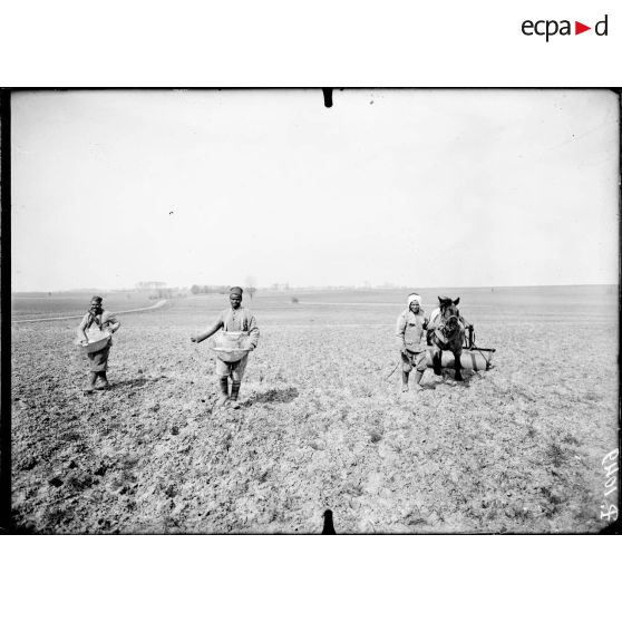 Boutigny (Eure et Loir). Ferme de Cloche. Tunisiens semant l'engrais sur les champs de blé de printemps. [légende d'origine]