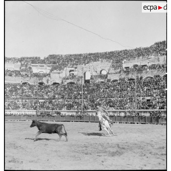Gardian de taureaux dans les arènes de Nîmes.