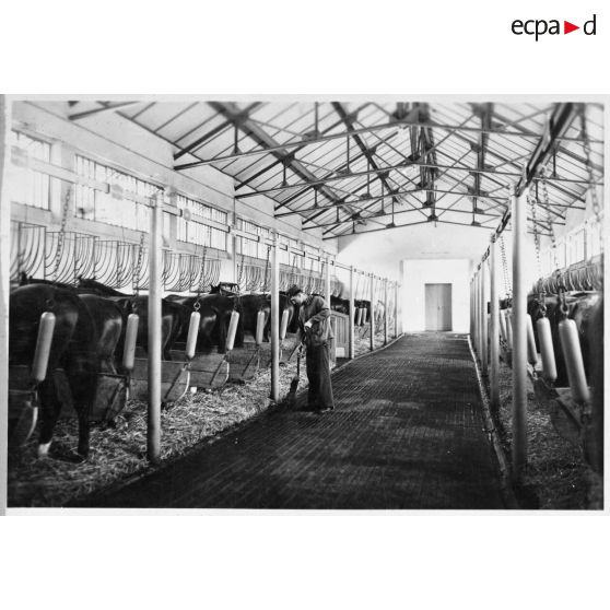 Les écuries du 6e escadron à cheval de la 1re légion de la Garde.