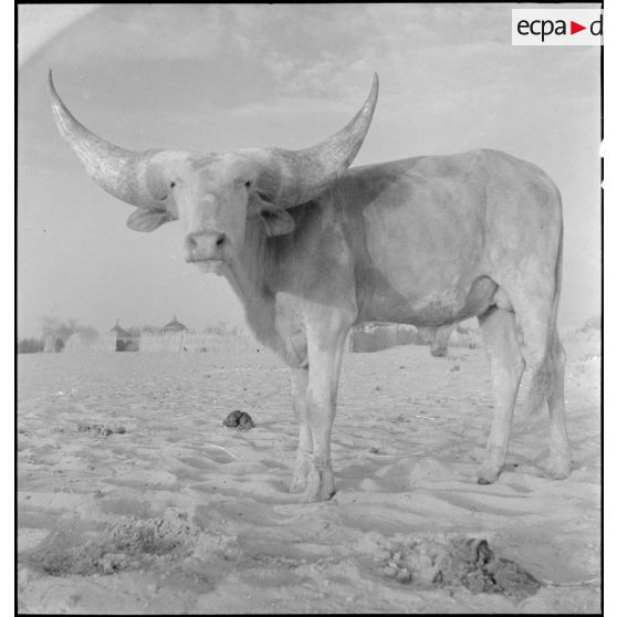 Un boeuf kouri au Niger.