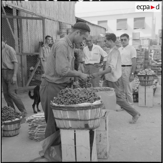 Emballage du raisin aux entrepôts de la Société générale de ravitaillement.
