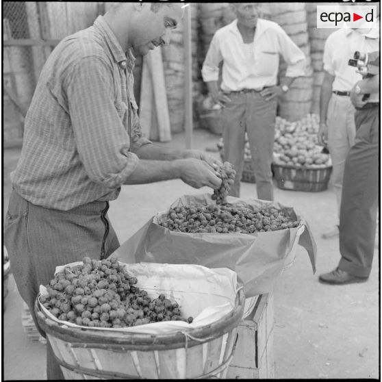 Emballage du raisin aux entrepôts de la Société générale de ravitaillement.